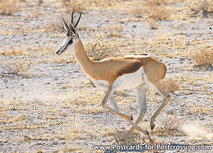 Springbok Postkarte (AF011) Springbok Postkarte (AF011)