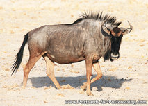 Gnus Postkarte (AF010) Gnus Postkarte (AF010)