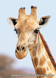 Giraffe Postkarte (AF006) Giraffe Postkarte (AF006)