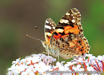 Admiral Schmetterling Postkarte (0542) Admiral Schmetterling Postkarte (0542)