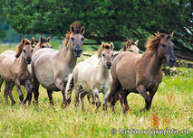 Konik Pferde Postkarte (0004) Konik Pferde Postkarte (0004)