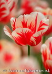 Postkarte Tulpe (0045) Postkarte Tulpe (0045)