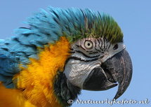 Postkarte Blau und Gold Macaw (0054) Postkarte Blau und Gold Macaw (0054)