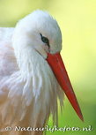 Postkarte Storch (0068) Postkarte Storch (0068)