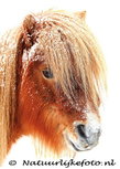 Postkarte Shetland pony (0095) Postkarte Shetland pony (0095)