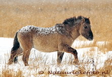 Postkarte ***   POSTCARD  Pan  Dragon  #  4 Pferd Horse 