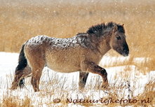 Postkarte Konik Pferd im Schnee (0096) Postkarte Konik Pferd im Schnee (0096)