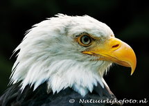 Postkarte Weisskopfseeadler (0098) Postkarte Weisskopfseeadler (0098)