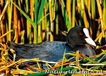 Postkarte Blässhuhn (0105) Postkarte Blässhuhn (0105)