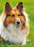 Postkarte Shetland sheepdog (0108) Postkarte Shetland sheepdog (0108)