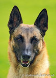 Postkarte Belgischer Schäferhund (0144) Postkarte Belgischer Schäferhund (0144)