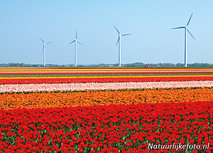 Tulpe mit Windmühlen Postkarte (0158) Tulpe mit Windmühlen Postkarte (0158)