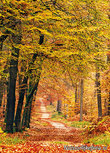 Herbst lane Postkarte (0191) Herbst lane Postkarte (0191)