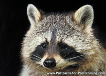 Waschbär Postkarte (0207) Waschbär Postkarte (0207)