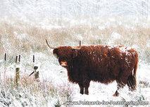 Scottische Hochlandrind Postkarte (0228) Scottische Hochlandrind Postkarte (0228)
