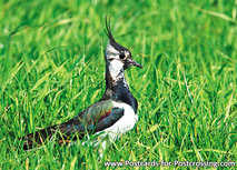 Postkarte Kiebitz (0245) Postkarte Kiebitz (0245)