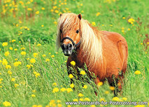 Shetlandpony Postkarte (0249) Shetlandpony Postkarte (0249)