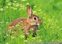 Postkarte Wildkaninchen (0250) Postkarte Wildkaninchen (0250)