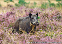 Wildschwein Postkarte (0279) Wildschwein Postkarte (0279)