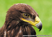 Postkarte Steinadler (0285) Postkarte Steinadler (0285)