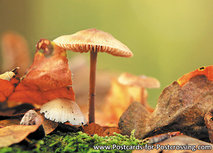 Pilze im Herbst Postkarte (0292) Pilze im Herbst Postkarte (0292)