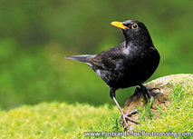 Postkarte Amsel (0296) Postkarte Amsel (0296)
