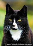 Tomcat Joep Postkarte (0305) Tomcat Joep Postkarte (0305)