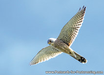 Postkarte Kestrel in der Luft (0350) Postkarte Kestrel in der Luft (0350)