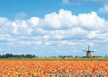 MĂĽhle mit Tulpe Postkarte - Egmond aan de Hoef (0381) MĂĽhle mit Tulpe Postkarte - Egmond aan de Hoef (0381)