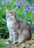 Katze mit Blumen Postkarte (0395) Katze mit Blumen Postkarte (0395)