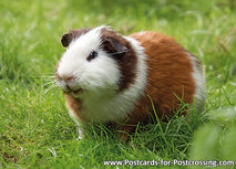 Echte Meerschweinchen Postkarte (0420) Echte Meerschweinchen Postkarte (0420)