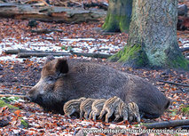 Wildschwein mit jungen Postkarte (0445) Wildschwein mit jungen Postkarte (0445)