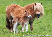 Shetland pony Postkarte (0459) Shetland pony Postkarte (0459)