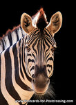 Zebra Postkarte (0539) Zebra Postkarte (0539)