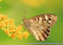 Waldbrettspiel Schmetterling Postkarte (0568) Waldbrettspiel Schmetterling Postkarte (0568)