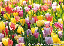 Postkarte Tulpenfeld (0571) Postkarte Tulpenfeld (0571)