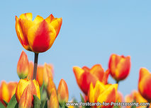 Postkarte Rot-gelbe Tulpen (0573) Postkarte Rot-gelbe Tulpen (0573)