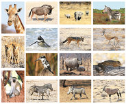 Tierpostkarten Set Afrikanische Tiere Tierpostkarten Set Afrikanische Tiere