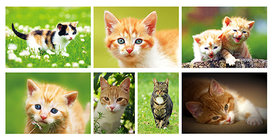 Postkarten Set Katzen - 7 Postkarten mit Katzenmotive Postkarten Set Katzen - 7 Postkarten mit Katzenmotive