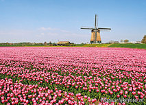 Postkarte Mühle mit Tulpe (0159) Postkarte Mühle mit Tulpe (0159)
