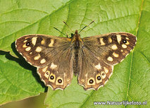 Waldbrettspiel Schmetterling Postkarte (0584) Waldbrettspiel Schmetterling Postkarte (0584)