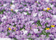 Postkarte Krokusse (0101) Postkarte Krokusse (0101)