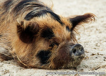 Schwein Postkarte (0493) Schwein Postkarte (0493)