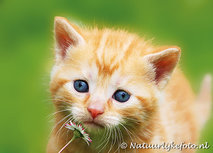 Postkarte Katze mit Gänseblümchen (0141) Postkarte Katze mit Gänseblümchen (0141)