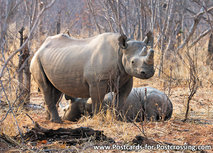 Schwarze Nashorn Postkarte (AF020) Schwarze Nashorn Postkarte (AF020)