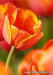 Postkarte Rote Tulpe (0010) Postkarte Rote Tulpe (0010)