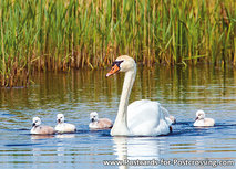Höckerschwan mit jungen Postkarte (0520) Höckerschwan mit jungen Postkarte (0520)