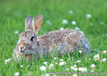 Wildkaninchen Postkarte (0476) Wildkaninchen Postkarte (0476)