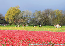 Tulpen Feld mit KĂĽhen Postkarte (0384) Tulpen Feld mit KĂĽhen Postkarte (0384)