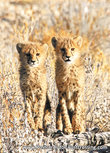 Gepard Postkarte (AF007) Gepard Postkarte (AF007)